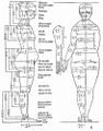 Dürerova učebnice Vier Bücher von menschlicher Proportion (Arnheim 1603). Dürer, Albrecht: Vier Bücher von menschlicher Proportion (Arnheim, Jan Jansz 1603). V celkovém pořadí 12. vydání (poprvé 1528), jako německé druhé (s původními Dürerovými štočky). Fol. H1a s nákresy lidských proporcí. Antikvariát Meissner (Praha).